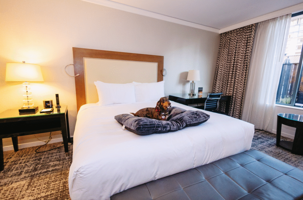 author's dog on the hotel bed